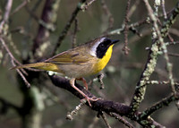 Common Yellowthroat