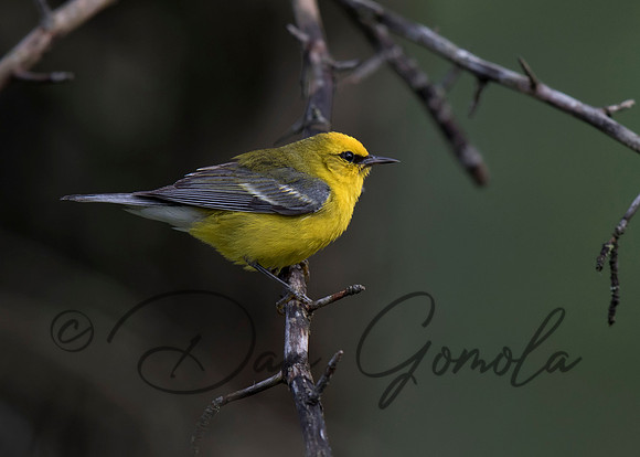 Blue-winged Warbler