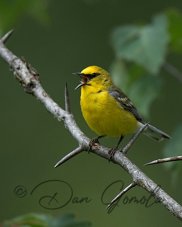 Blue-winged Warbler