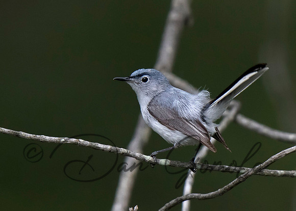 Blue-gray Gnatcatcher