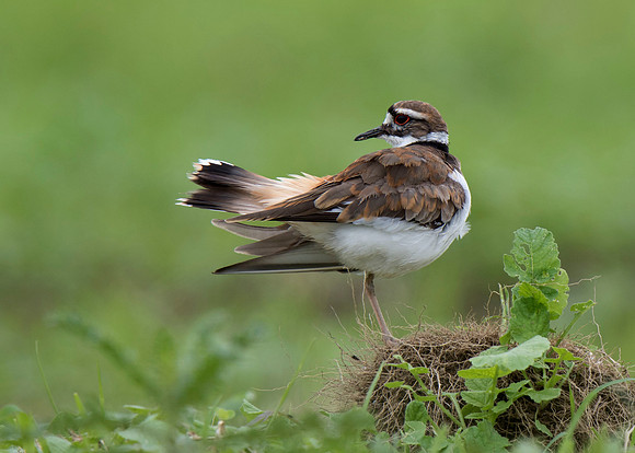 Killdeer