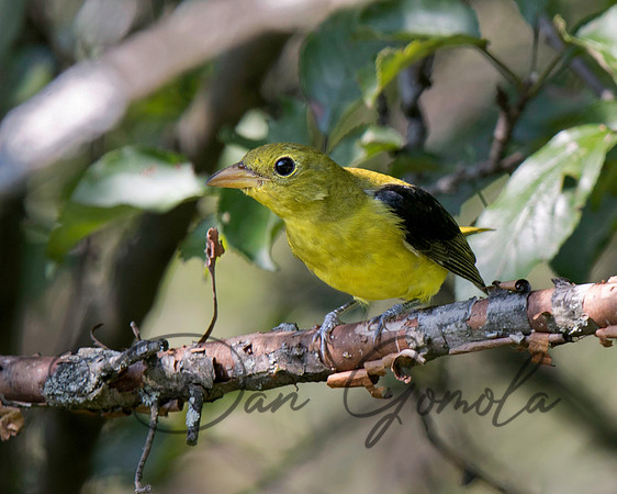 Scarlet Tanager