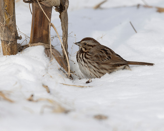 Song Sparrow