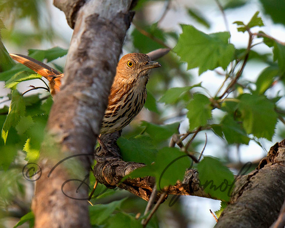 Brown Thrasher