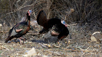 Wild Turkey