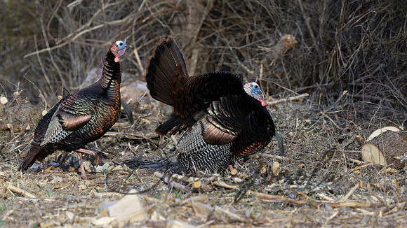 Wild Turkey