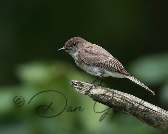 Eastern Phoebe