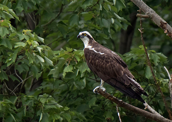 Osprey