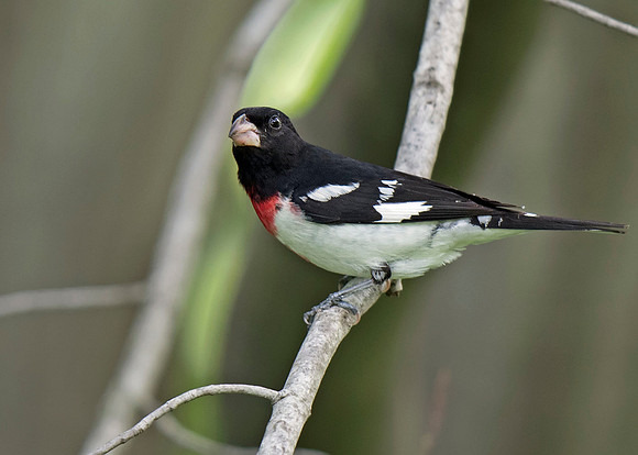 Rose-breasted Grosbeak