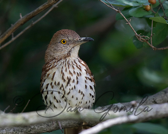 Brown Thrasher