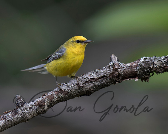 Blue-winged Warbler
