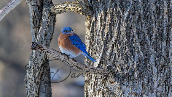 Eastern Bluebird