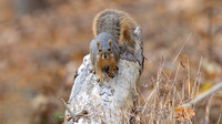 Eastern Fox Squirrel