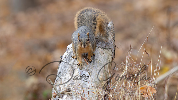 Eastern Fox Squirrel