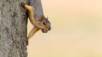 Eastern Fox Squirrel