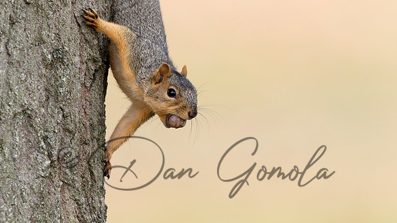 Eastern Fox Squirrel