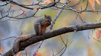 Eastern Fox Squirrel