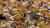 Eastern Fox Squirrel