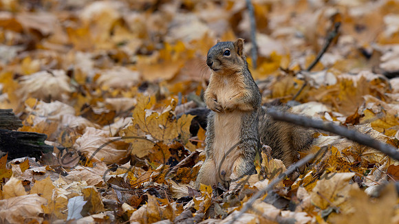 Eastern Fox Squirrel
