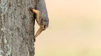Eastern Fox Squirrel