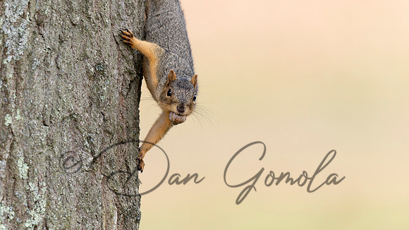 Eastern Fox Squirrel