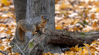 Eastern Fox Squirrel