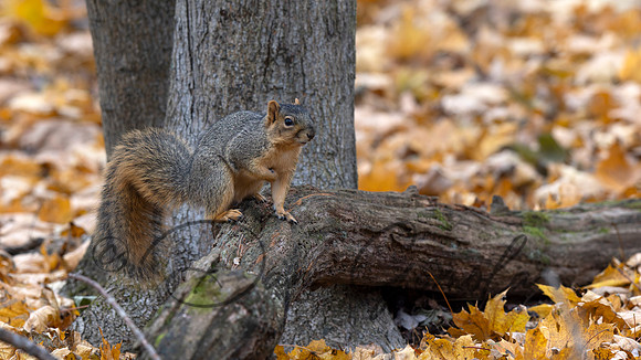 Eastern Fox Squirrel