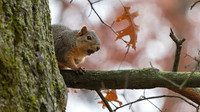 Eastern Fox Squirrel