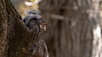 Eastern Gray Squirrel