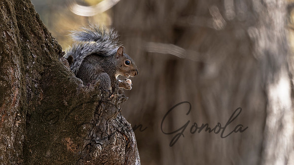 Eastern Gray Squirrel