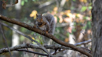 Eastern Gray Squirrel