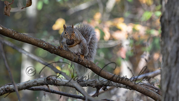 Eastern Gray Squirrel