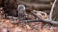Eastern Gray Squirrel