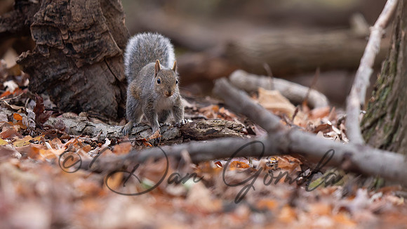 Eastern Gray Squirrel
