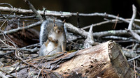 Eastern Gray Squirrel