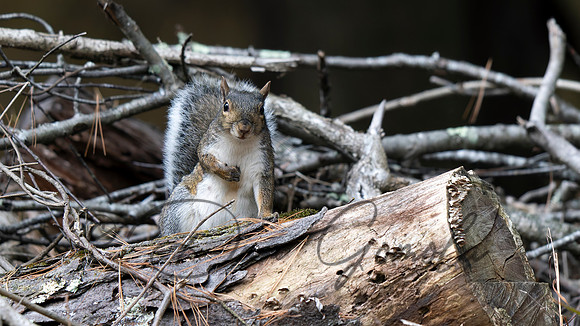 Eastern Gray Squirrel