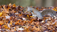 Eastern Gray Squirrel