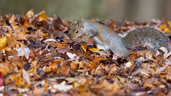 Eastern Gray Squirrel