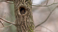 Eastern Gray Squirrel