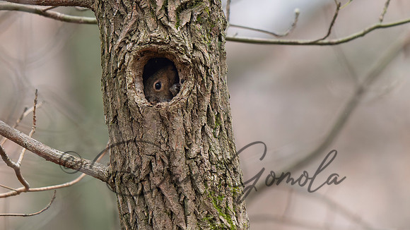 Eastern Gray Squirrel