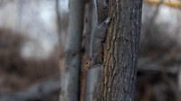 Eastern Gray Squirrel