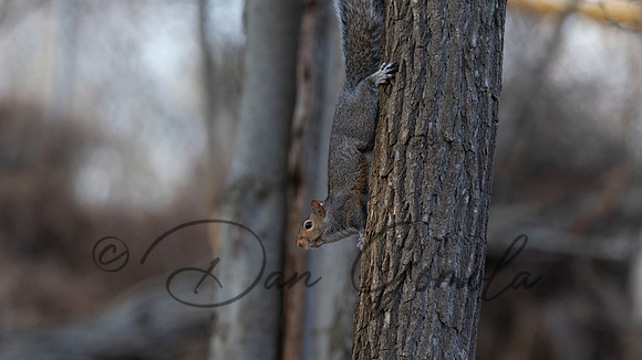 Eastern Gray Squirrel
