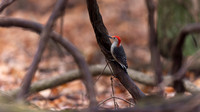 Red-bellied Woodpecker