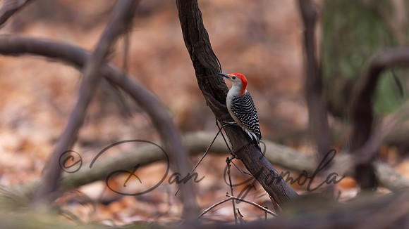 Red-bellied Woodpecker