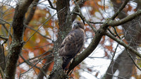 Red-tailed Hawk