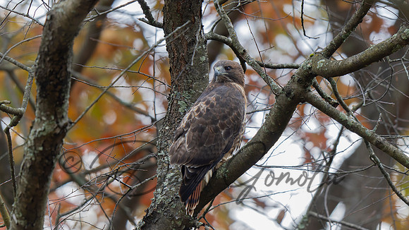 Red-tailed Hawk