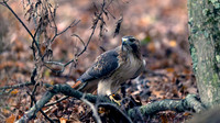 Red-tailed Hawk