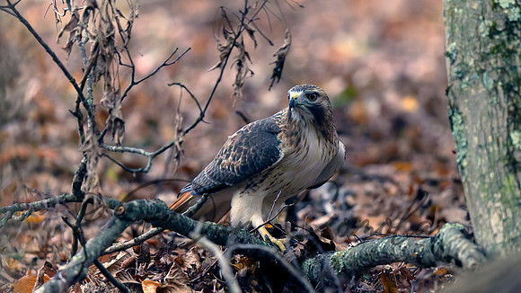 Red-tailed Hawk