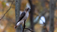 Red-tailed Hawk