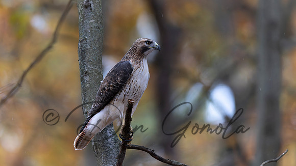 Red-tailed Hawk